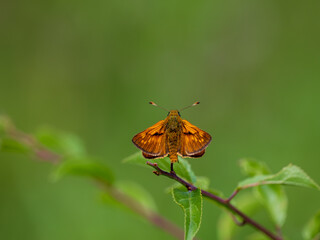 Large Skipper Butterfly Resting . Wings Open.