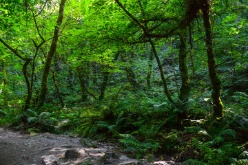 Green forest with luxurious fern bushes