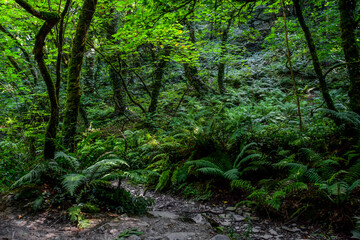 Green forest with luxurious fern bushes