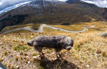 On the Transalpina highway in Romania