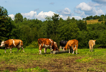 Several cows gather around a water trough in a grassy field surrounded by trees. The rural scene emphasizes farm life, livestock care, and traditional dairy farming in natural landscapes.
