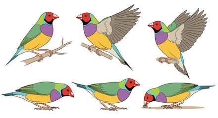 Naklejka premium Colorful Gouldian finches displaying various natural behaviors and poses in a scientific illustration.