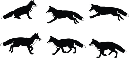 Fox silhouette walking running sequence, animal motion poses, wildlife vector illustration, black fox shape, cad drawing flat vector illustration