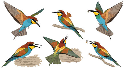 Obraz premium A collection of six vibrantly colored European bee eater birds in various poses.