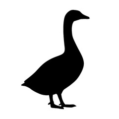 goose isolated on white background