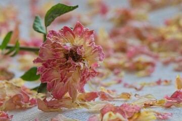 Dead pink tea roses with scattered petals still life flower arrangement.
