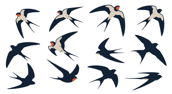 A collection of stylized illustrations depicting barn swallows in various flight poses.