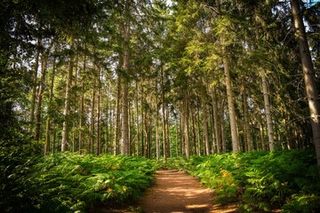 Paths in the forest with tall coniferous trees © Andreea_Prodan