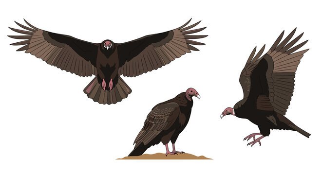 A collection of three detailed pixel art illustrations of a turkey vulture in different poses showcasing its majestic wingspan.
