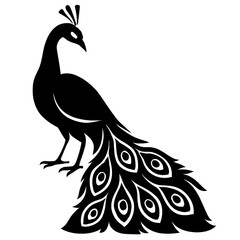 peacock vector illustration