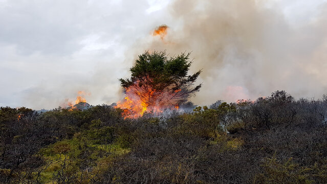 Forest fires eating the trees on arid moorland in the UK The flames jump from area to area with the help of the breeze as climate change dries the vegetation and allows fires to spread easily.