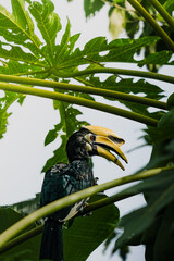 A beautiful oriental pied hornbill (Anthracoceros albirostris) feeding on ripe papaya fruits in tropical nature