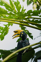 A beautiful oriental pied hornbill (Anthracoceros albirostris) feeding on ripe papaya fruits in tropical nature