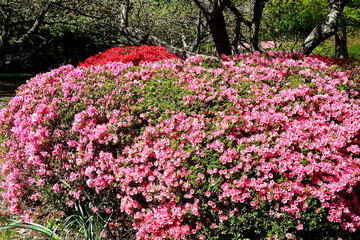 pink flowers in the park