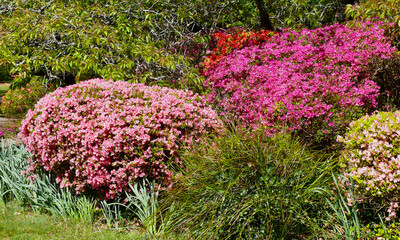 Pink azaleas in the garden at spring time.