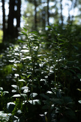 Dark wood in a mountains