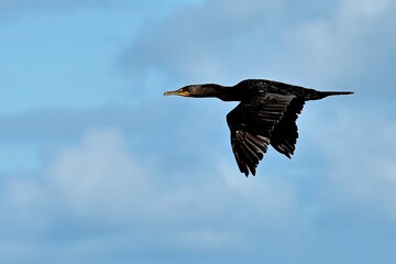 Double Crested Cormorant in flight