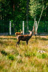 A deer lies in the forest in the green grass