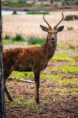 A deer lies in the forest in the green grass