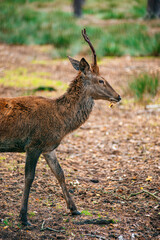 A deer lies in the forest in the green grass