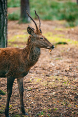 A deer lies in the forest in the green grass