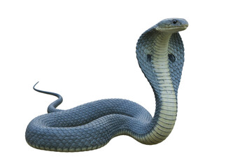 Isolated Cobra Snake Threat Display, Dangerous Venomous Reptile, Wildlife Predator in Defense
