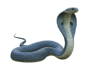 Isolated Cobra Snake Threat Display, Dangerous Venomous Reptile, Wildlife Predator in Defense