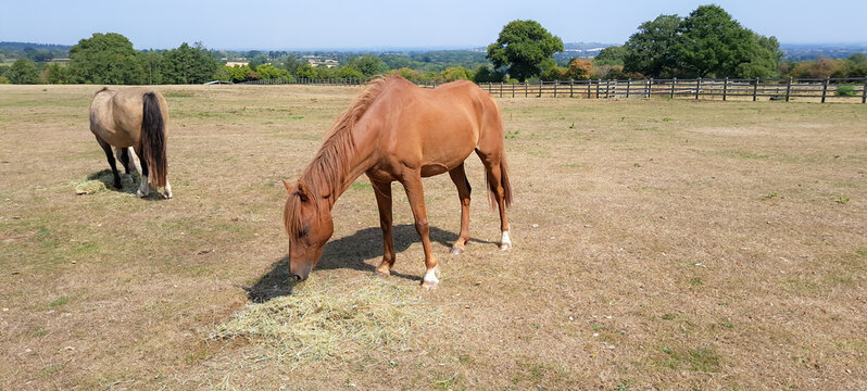 Drought conditions in rural Shropshire UK means that livestock in this case horses ponies need to be fed additional hay to keep them healthy as there is not any grass growing. 