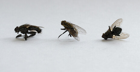 fly on white