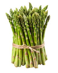 A fresh bunch of vibrant green asparagus spears tied together with natural twine isolated on transparent background
