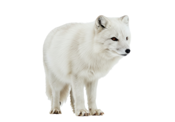 Isolated arctic fox standing at attention, looking alert to danger, animal wildlife