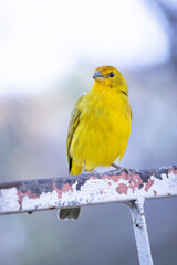 The true ground canary or ground canary, not to be confused with the canary or domestic canary, belongs to the Thraupidae family.