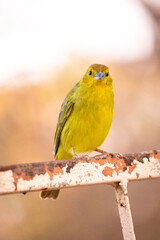 The true ground canary or ground canary, not to be confused with the canary or domestic canary, belongs to the Thraupidae family.