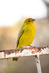 The true ground canary or ground canary, not to be confused with the canary or domestic canary, belongs to the Thraupidae family.