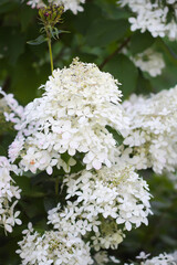 Elegant white hydrangea flowers in summer season.