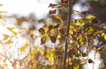 Rosehip plant golden autumn leaves.