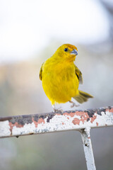 The true ground canary or ground canary, not to be confused with the canary or domestic canary, belongs to the Thraupidae family.