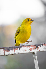 The true ground canary or ground canary, not to be confused with the canary or domestic canary, belongs to the Thraupidae family.