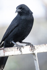 The blackbird, popularly known as graúna, assum-preto, cupido, chico-preto, arranca-milho, chopim, blackbird or craúna, is a species of bird in the Icteridae family.