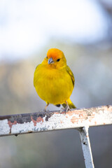 The true ground canary or ground canary, not to be confused with the canary or domestic canary, belongs to the Thraupidae family.