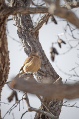 The ovenbird is a passerine bird in the Furnariidae family. It is known for its distinctive oven-shaped clay nest.