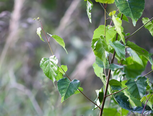Birch trees growing in green summer woodland.