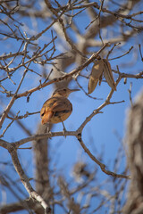 The ovenbird is a passerine bird in the Furnariidae family. It is known for its distinctive oven-shaped clay nest.