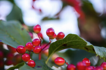 Wild viburnum berries maturing in countryside.
