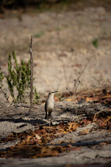 The field thrush is a species of papaya. It is famous for its vast repertoire of songs, which include imitations of other species.
