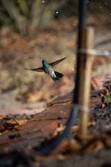 The large-eared hummingbird or violet-and-green hummingbird, also known as the large-eared hummingbird or violet-and-green-eared hummingbird, is a species of bird in the Trochilidae family.