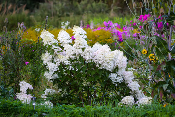Close-up of white hydrangea blossoms in bloom.