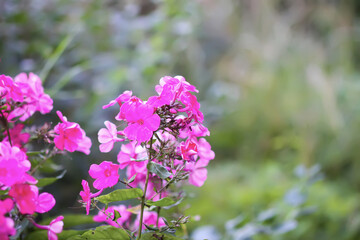 Cluster of colorful phlox flowers in summer garden.