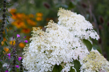 Fresh hydrangea blooms in lush green garden.