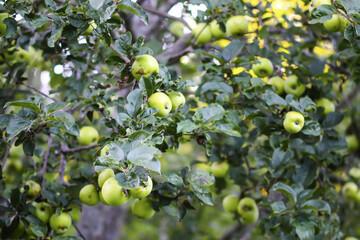 Close-up of ripening apples on orchard tree.